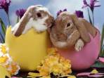 Rabbits and Egg